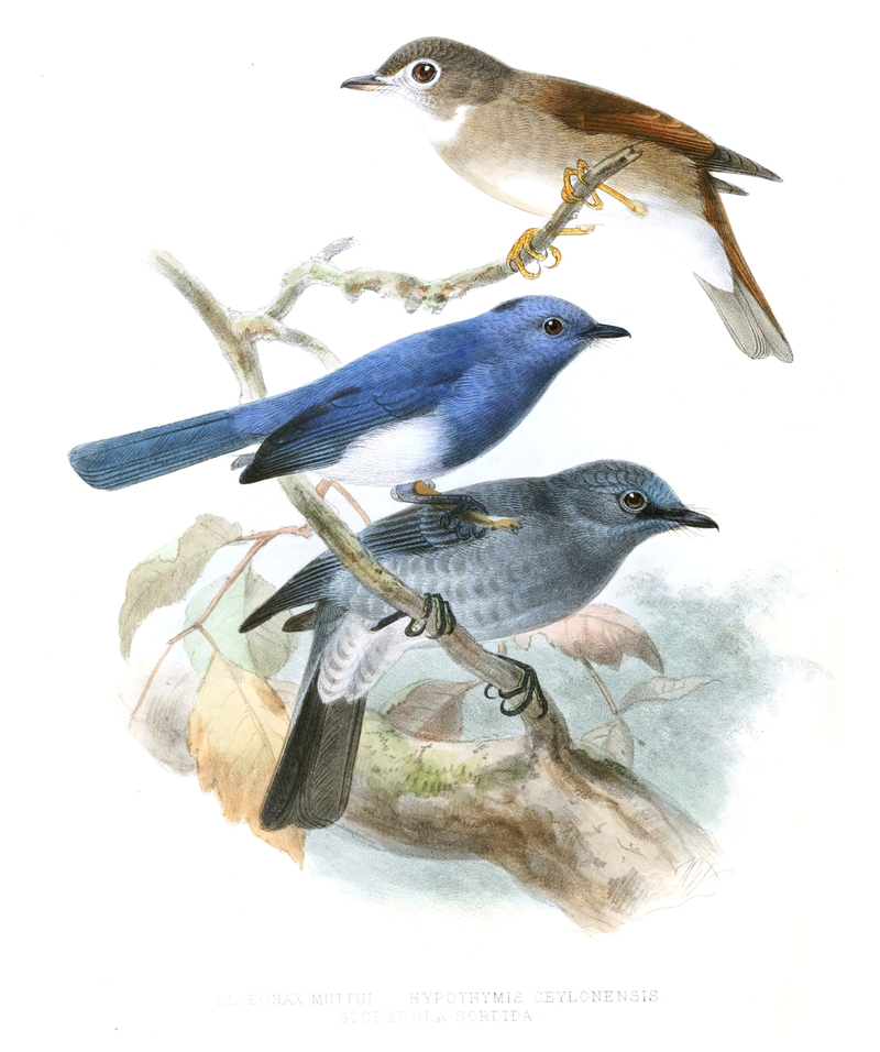 Alseonax muttui, Hypothymis ceylonensis, Stoparola sordida; DISPLAY FULL IMAGE.