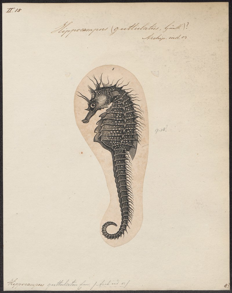 Long-snouted seahorse (Hippocampus guttulatus); DISPLAY FULL IMAGE.