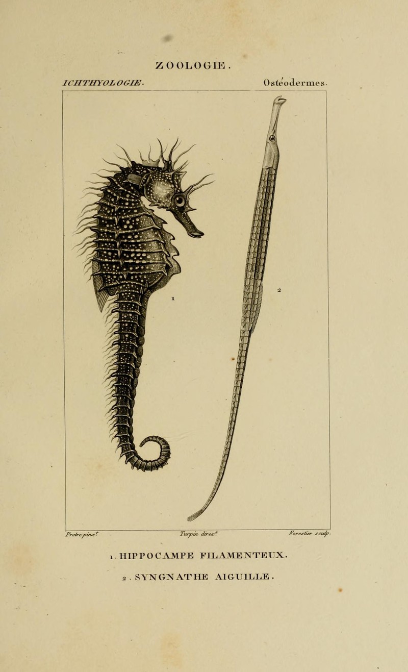 Long-snouted seahorse (Hippocampus guttulatus) & Greater pipefish (Syngnathus acus); DISPLAY FULL IMAGE.