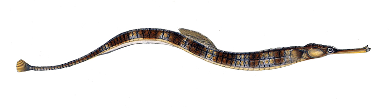 Greater pipefish (Syngnathus acus); DISPLAY FULL IMAGE.