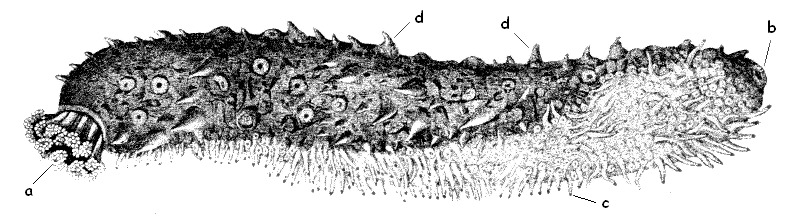 cotton-spinner or tubular sea cucumber (Holothuria tubulosa); DISPLAY FULL IMAGE.