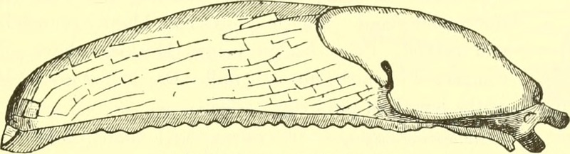 California banana slug (Ariolimax californicus); DISPLAY FULL IMAGE.