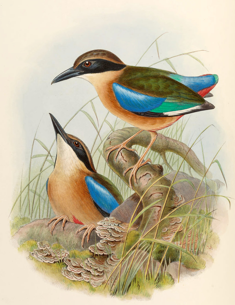 mangrove pitta (Pitta megarhyncha); DISPLAY FULL IMAGE.