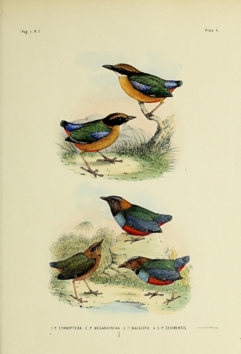 Blue-winged pitta (Pitta moluccensis), Mangrove pitta (Pitta megarhyncha), Papuan pitta (Erythropitta macklotii), Sulawesi pitta (Erythropitta celebensis); DISPLAY FULL IMAGE.