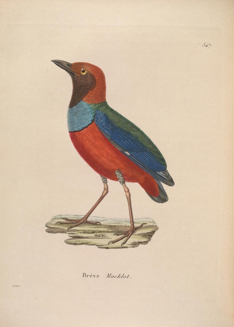 Pitta macklotii = Papuan pitta (Erythropitta macklotii); DISPLAY FULL IMAGE.