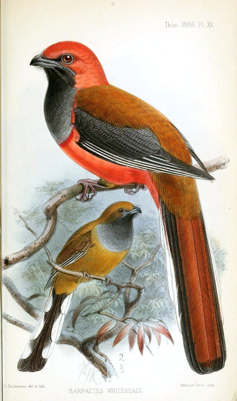 Whitehead's trogon (Harpactes whiteheadi); DISPLAY FULL IMAGE.