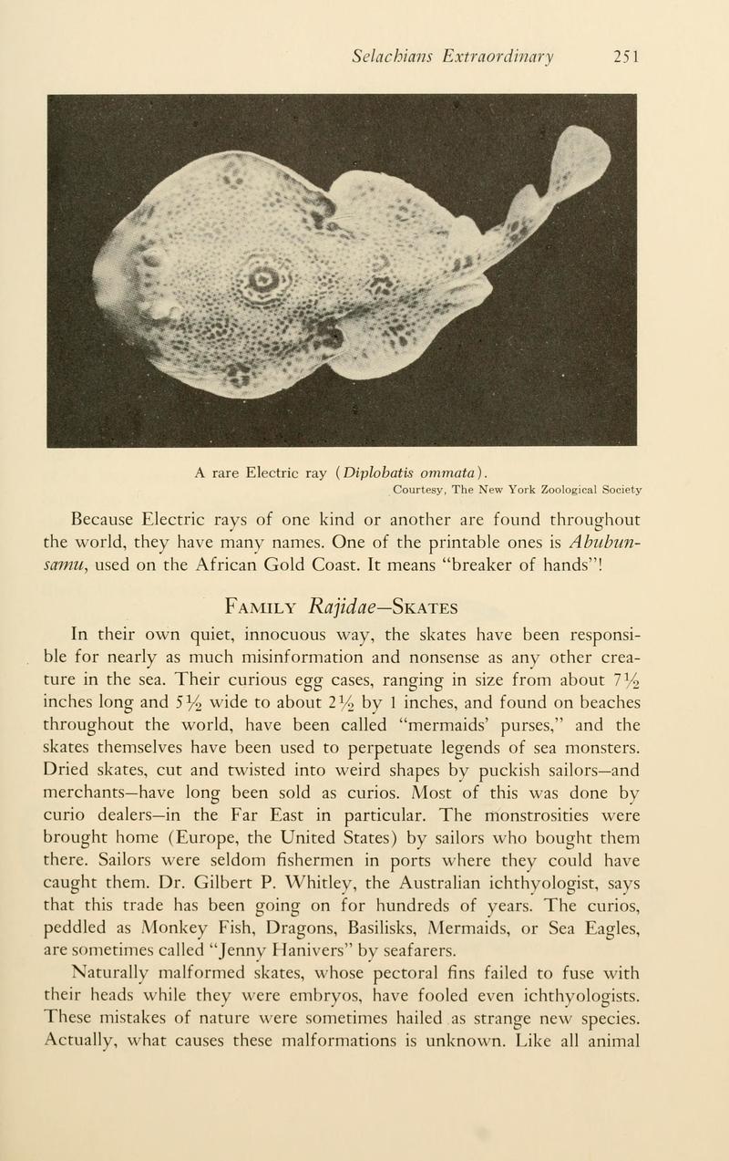 Ocellated electric ray or bullseye electric ray (Diplobatis ommata); DISPLAY FULL IMAGE.