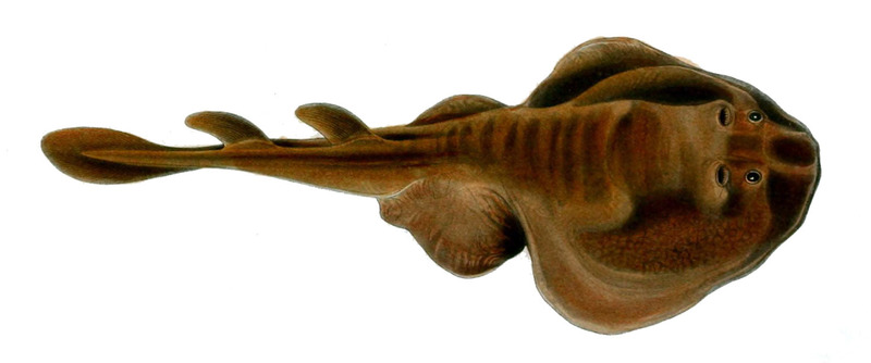 Tasmanian numbfish (Narcine tasmaniensis); DISPLAY FULL IMAGE.