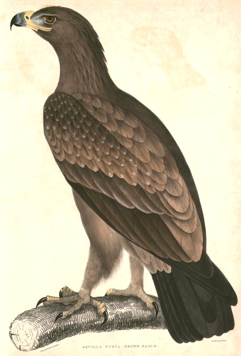 Aquila fusca = Asian tawny eagle (Aquila rapax vindhiana); DISPLAY FULL IMAGE.