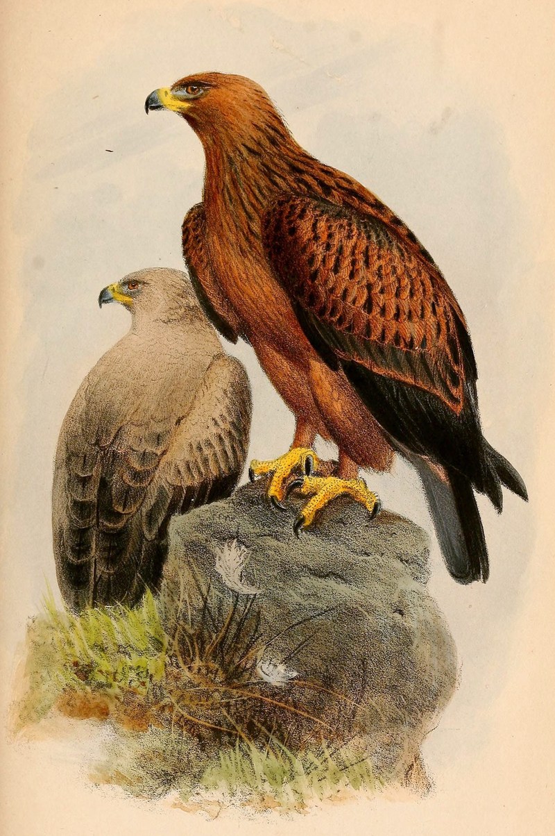 Aquila naevioides = tawny eagle (Aquila rapax); DISPLAY FULL IMAGE.