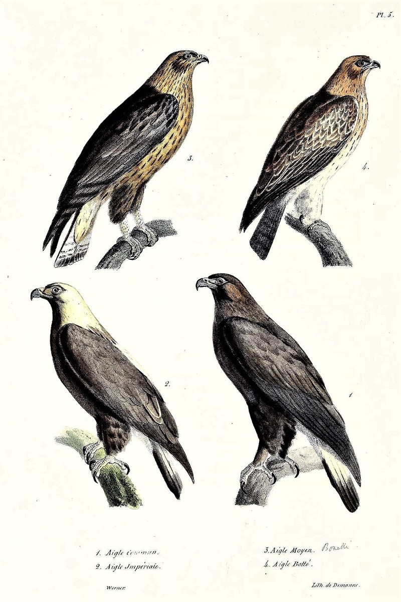 Bonelli's eagle (Aquila fasciata), Booted eagle (Hieraaetus pennatus), Eastern imperial eagle (Aquila heliaca), Golden eagle (Aquila chrysaetos); DISPLAY FULL IMAGE.