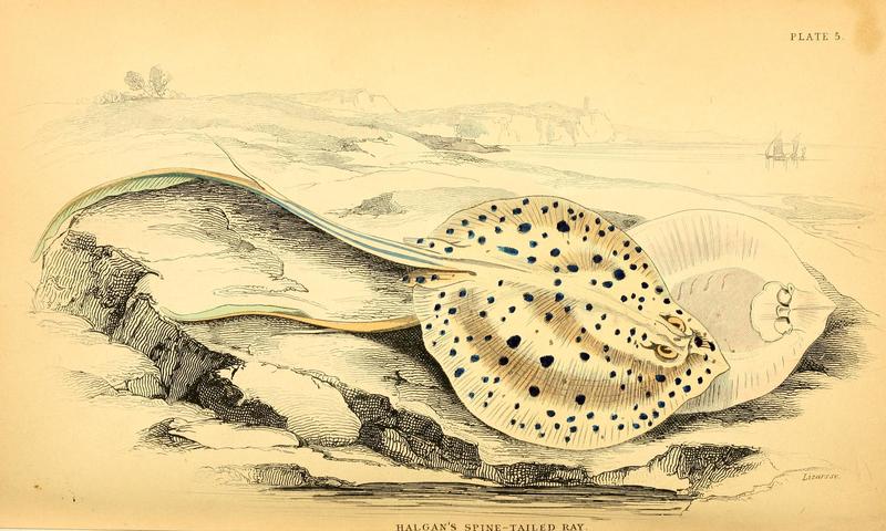 Halgan's Spine-Tailed Ray = bluespotted ribbontail ray (Taeniura lymma); DISPLAY FULL IMAGE.