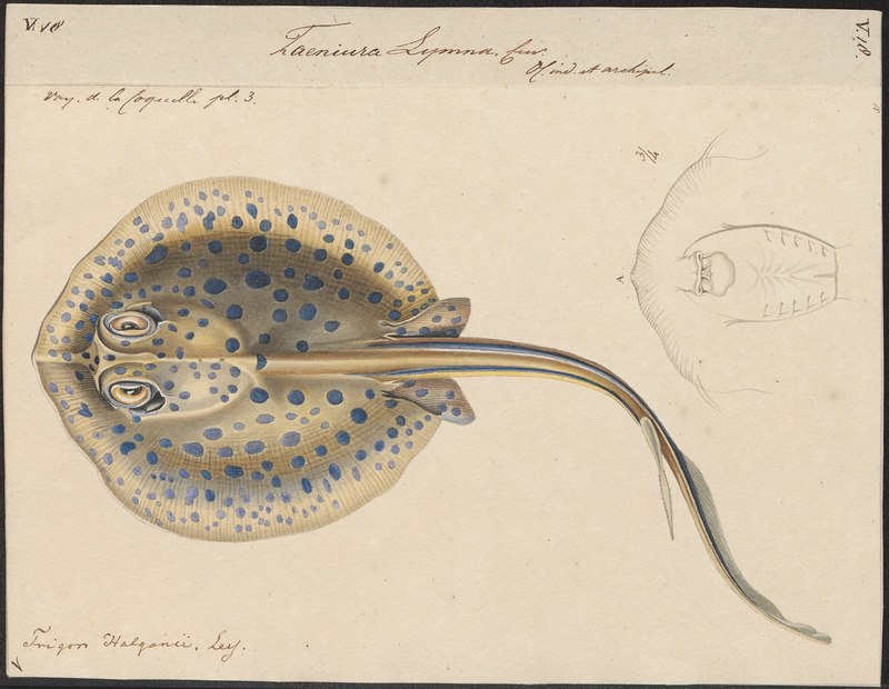 Bluespotted ribbontail ray (Taeniura lymma); DISPLAY FULL IMAGE.