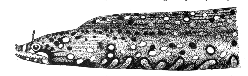 Muraena pardalis = leopard moray eel (Enchelycore pardalis); DISPLAY FULL IMAGE.