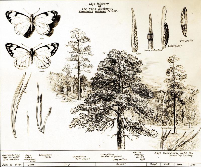 Life history of the Pine White Butterfly (Neophasia menapia); DISPLAY FULL IMAGE.