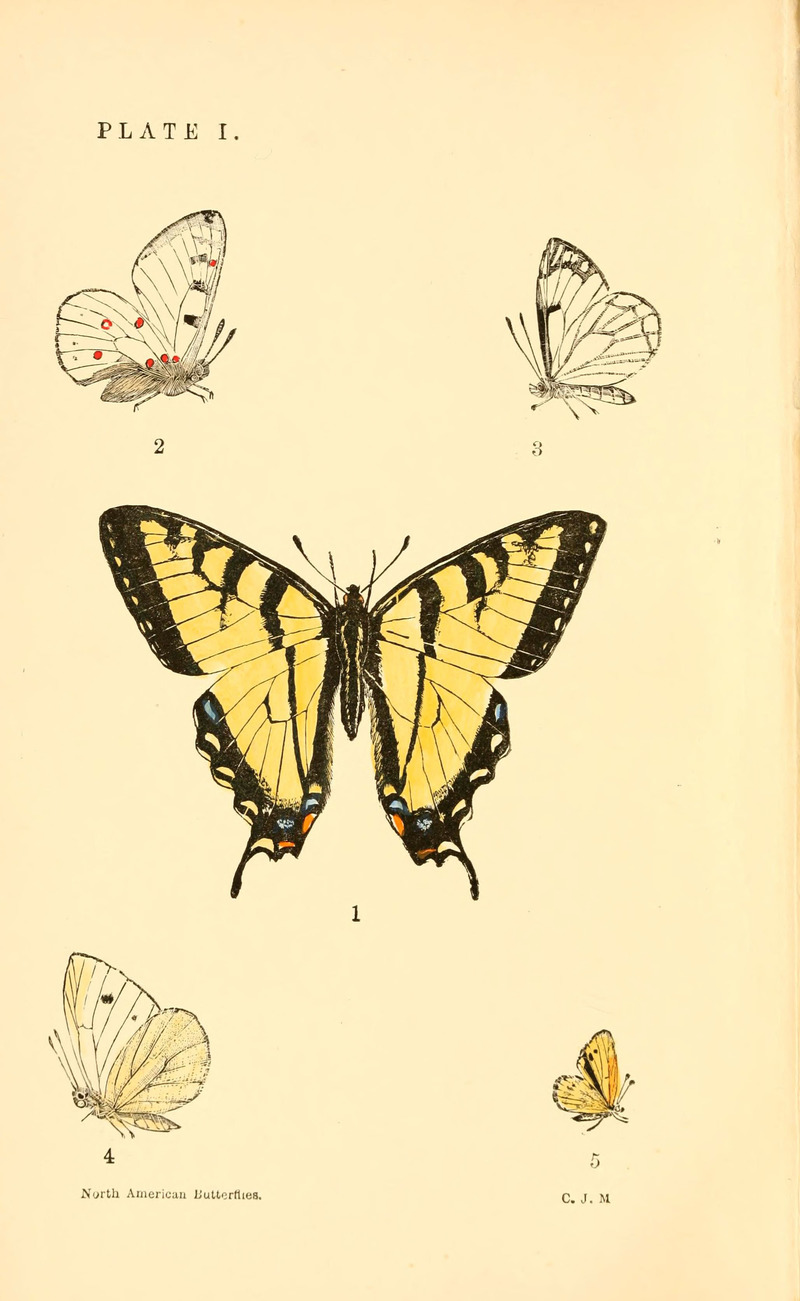 2. Parnassius smintheus (Rocky Mountain apollo); 3. Neophasia menapia (pine white); 1. Papilio turnus = Papilio glaucus (eastern tiger swallowtail); 4. Pieris rapae (cabbage white butterfly); 5. Nathalis iole (dainty sulphur butterfly); DISPLAY FULL IMAGE.