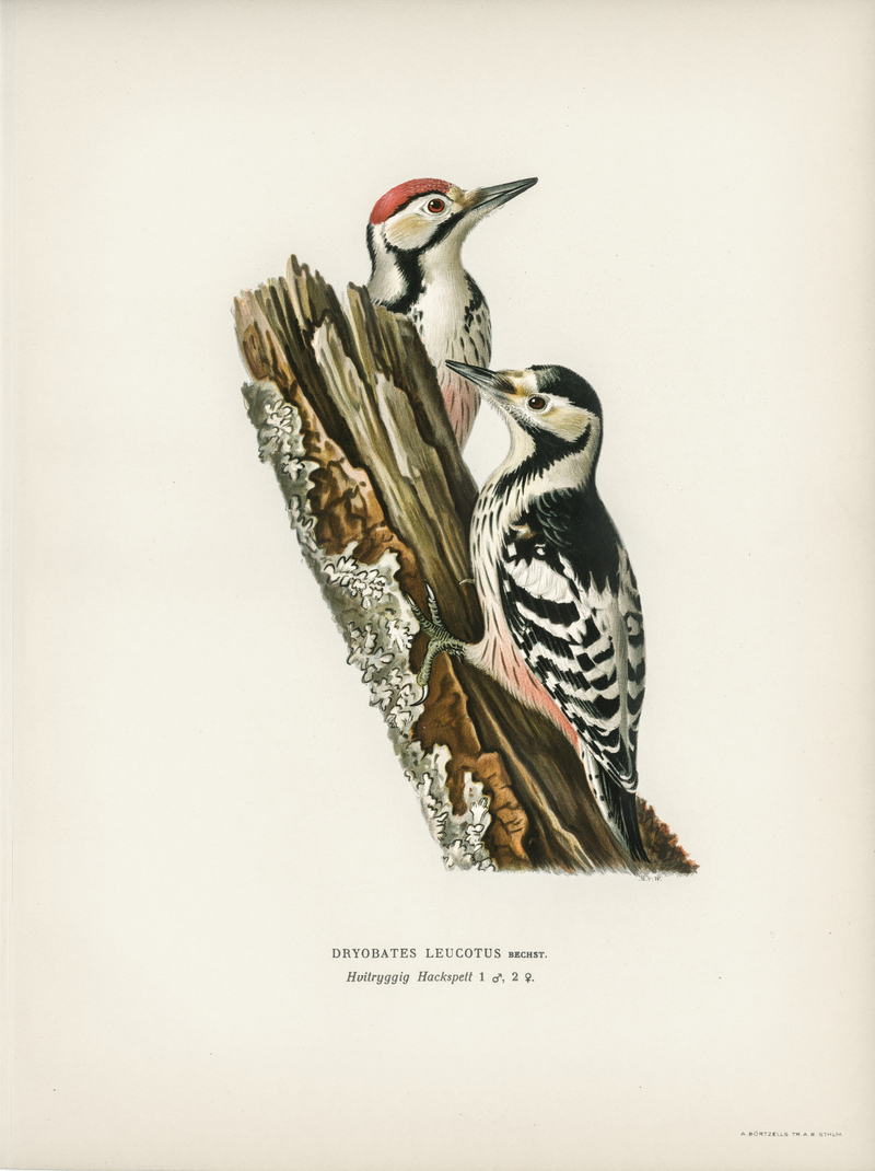 Dryobates leucotus = white-backed woodpecker (Dendrocopos leucotos); DISPLAY FULL IMAGE.