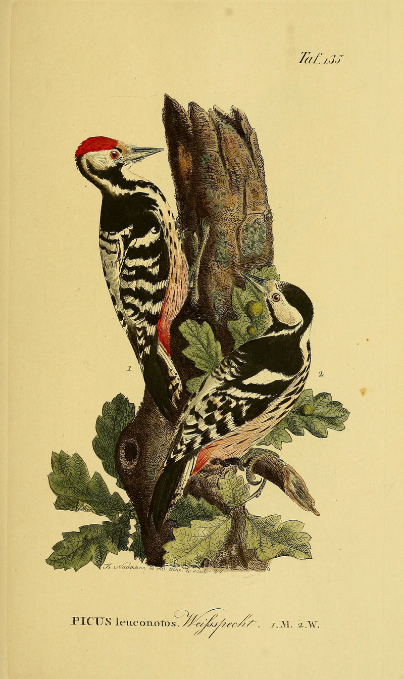 Picus leuconotus = white-backed woodpecker (Dendrocopos leucotos); DISPLAY FULL IMAGE.