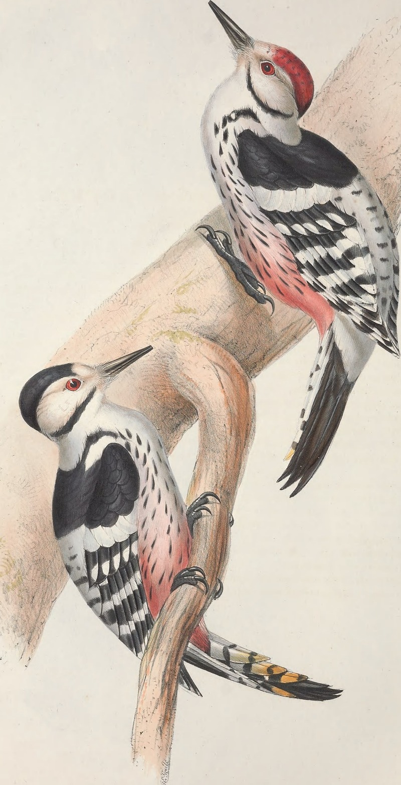 Picus leuconotus = white-backed woodpecker (Dendrocopos leucotos); DISPLAY FULL IMAGE.