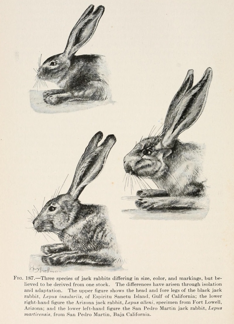 Black jackrabbit (Lepus insularis), Antelope jackrabbit (Lepus alleni), Black-tailed jackrabbit (Lepus californicus); DISPLAY FULL IMAGE.