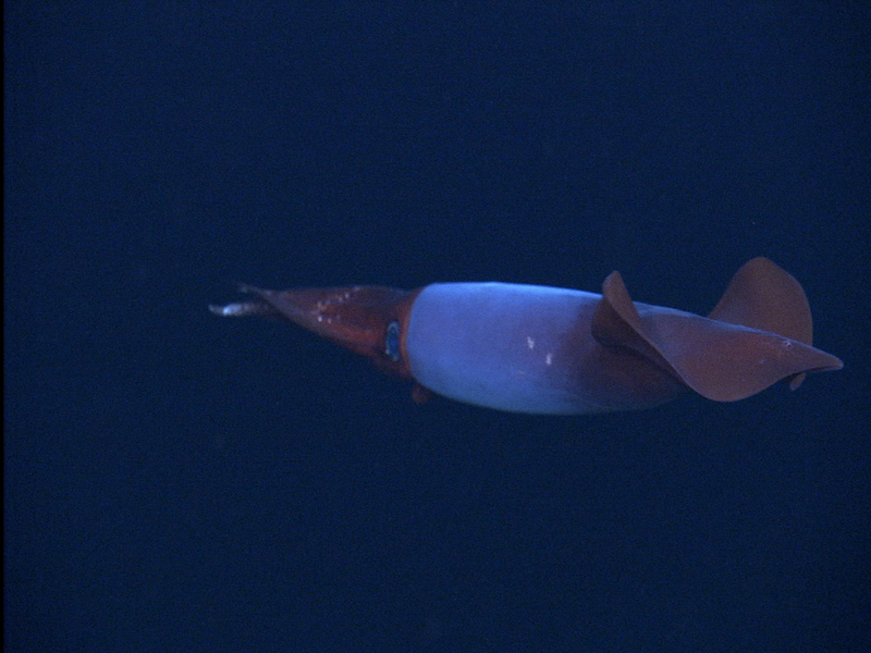 BoreoAtlantic Armhook Squid, Gonatus fabricii; DISPLAY FULL IMAGE.