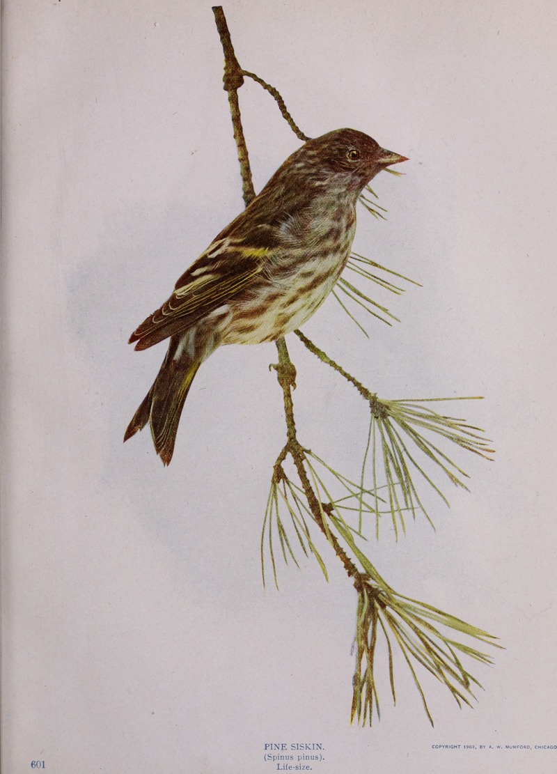 Spinus pinus (pine siskin); DISPLAY FULL IMAGE.