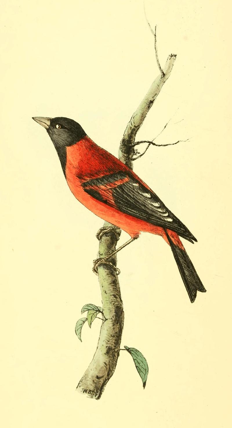 red siskin (Spinus cucullatus); DISPLAY FULL IMAGE.