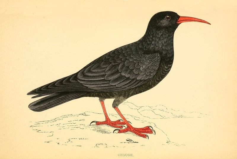 Red-billed chough (Pyrrhocorax pyrrhocorax); DISPLAY FULL IMAGE.