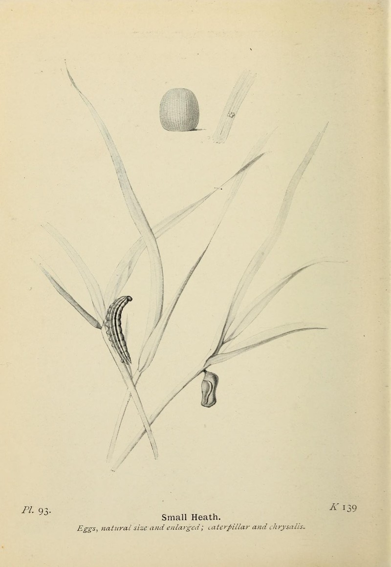Small heath butterfly (Coenonympha pamphilus), caterpillar and chrysalis; DISPLAY FULL IMAGE.