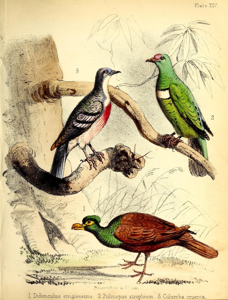 Columba cruenta = Gallicolumba luzonica (Luzon bleeding-heart), Ptilinopus rivoli strophium (white-bibbed fruit dove), Didunculus strigirostris (tooth-billed pigeon); DISPLAY FULL IMAGE.