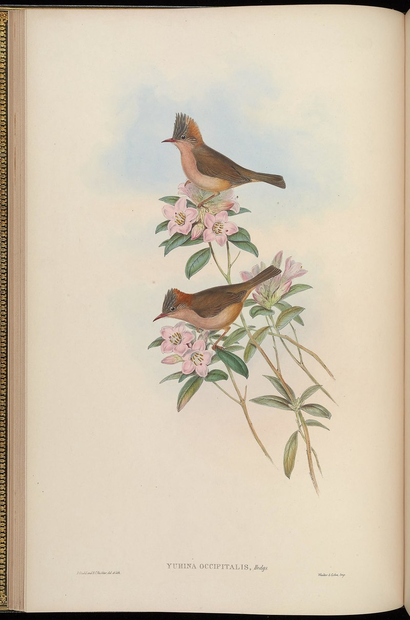 Yuhina occipitalis (rufous-vented yuhina); DISPLAY FULL IMAGE.
