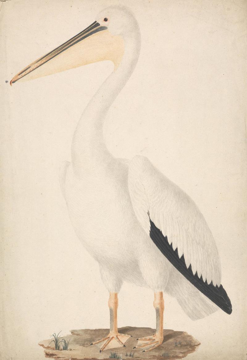 Pelecanus onocrotalus (Great White Pelican); DISPLAY FULL IMAGE.