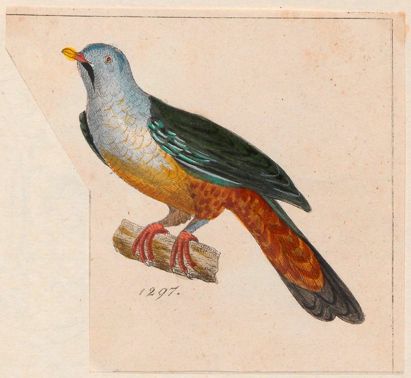 [Cropped] Carpophaga gularis = Ptilinopus subgularis (Banggai fruit dove, maroon-chinned fruit dove); DISPLAY FULL IMAGE.