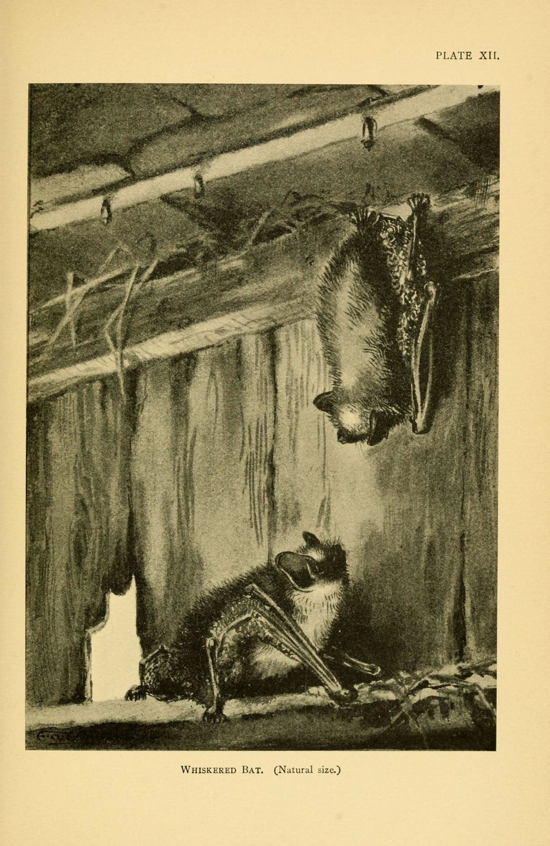 Whiskered bat (Myotis mystacinus); DISPLAY FULL IMAGE.