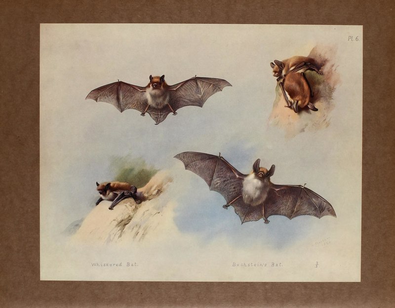 Whiskered Bat (Myotis mystacinus) & Bechstein's Bat (Myotis bechsteinii); DISPLAY FULL IMAGE.