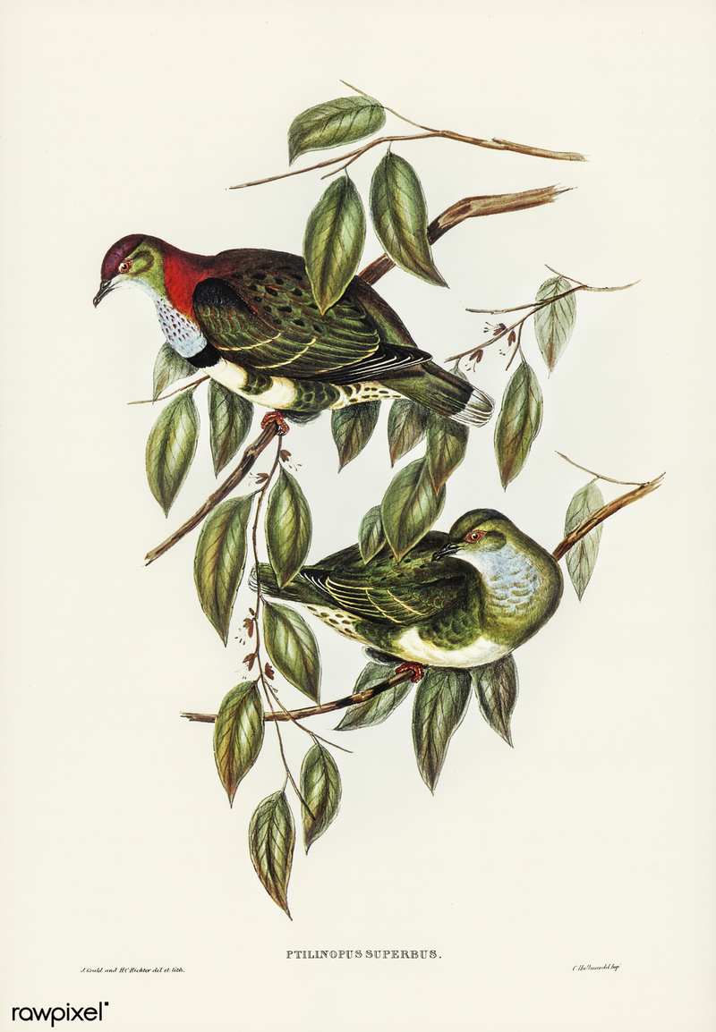 Superb fruit dove (Ptilinopus superbus); DISPLAY FULL IMAGE.