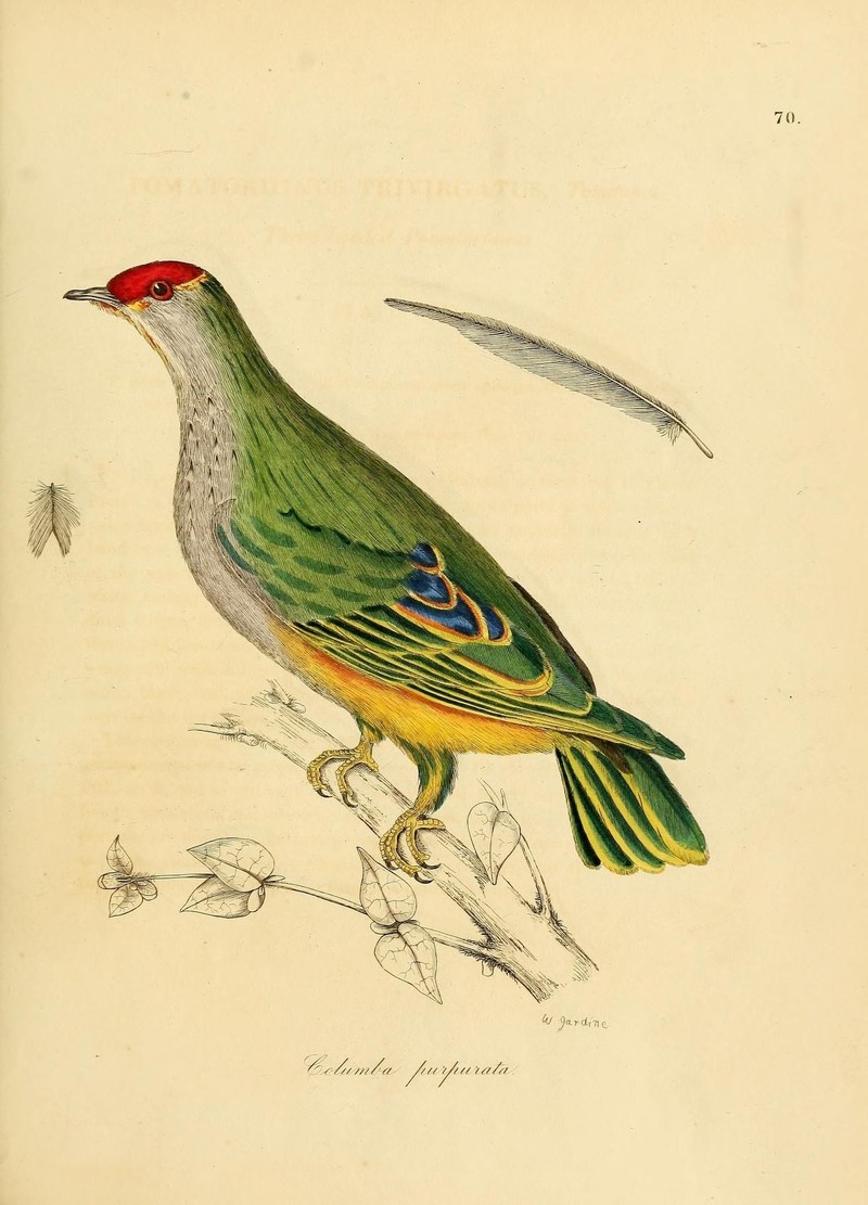 Columba purpurata = Superb fruit dove (Ptilinopus superbus); DISPLAY FULL IMAGE.