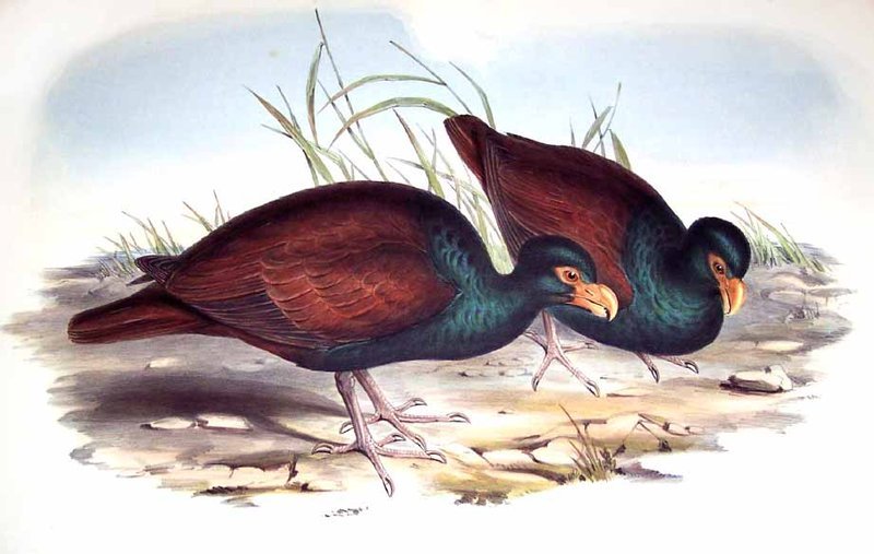 Tooth-billed pigeon (Didunculus strigirostris) / John Gould; DISPLAY FULL IMAGE.