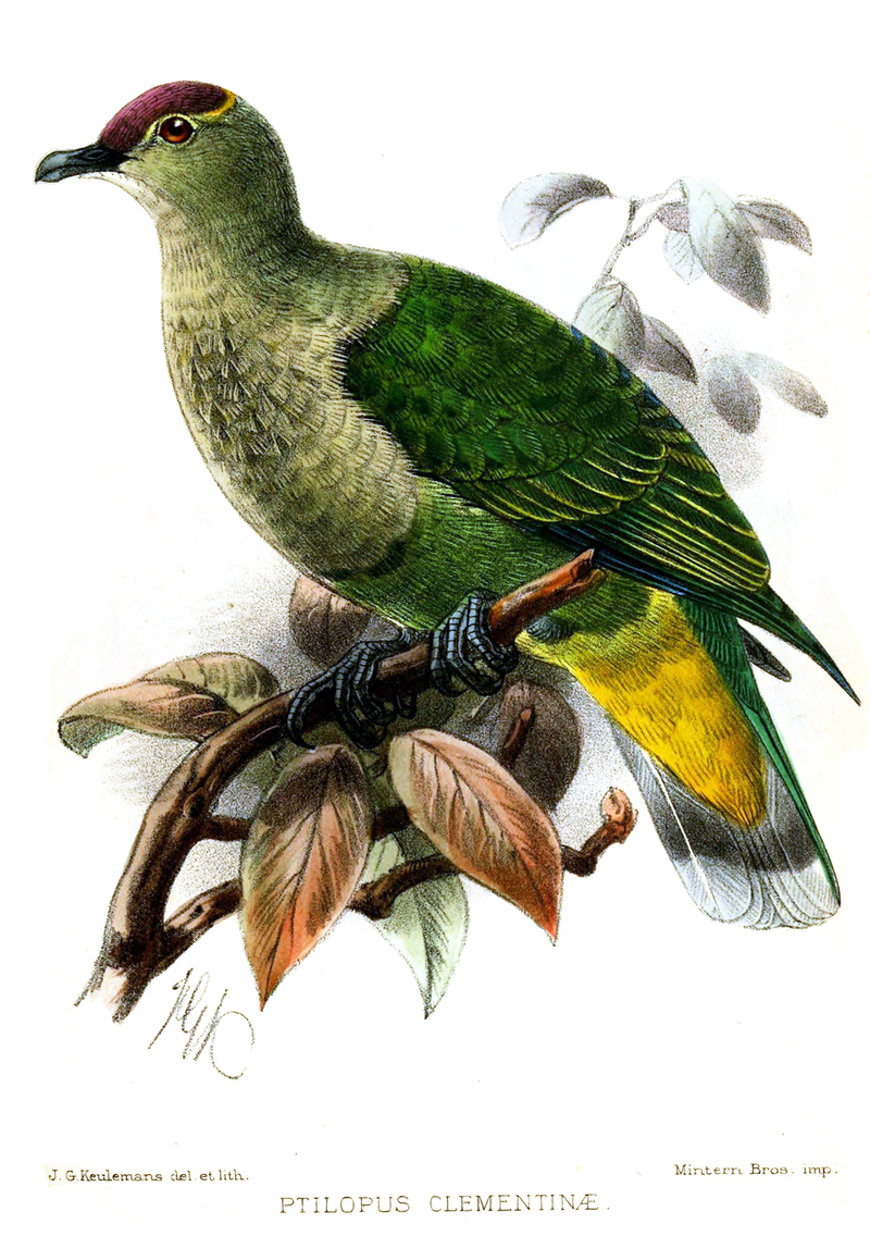 Ptilopus clementinae = Ptilinopus porphyraceus clementinae (crimson-crowned fruit dove); DISPLAY FULL IMAGE.