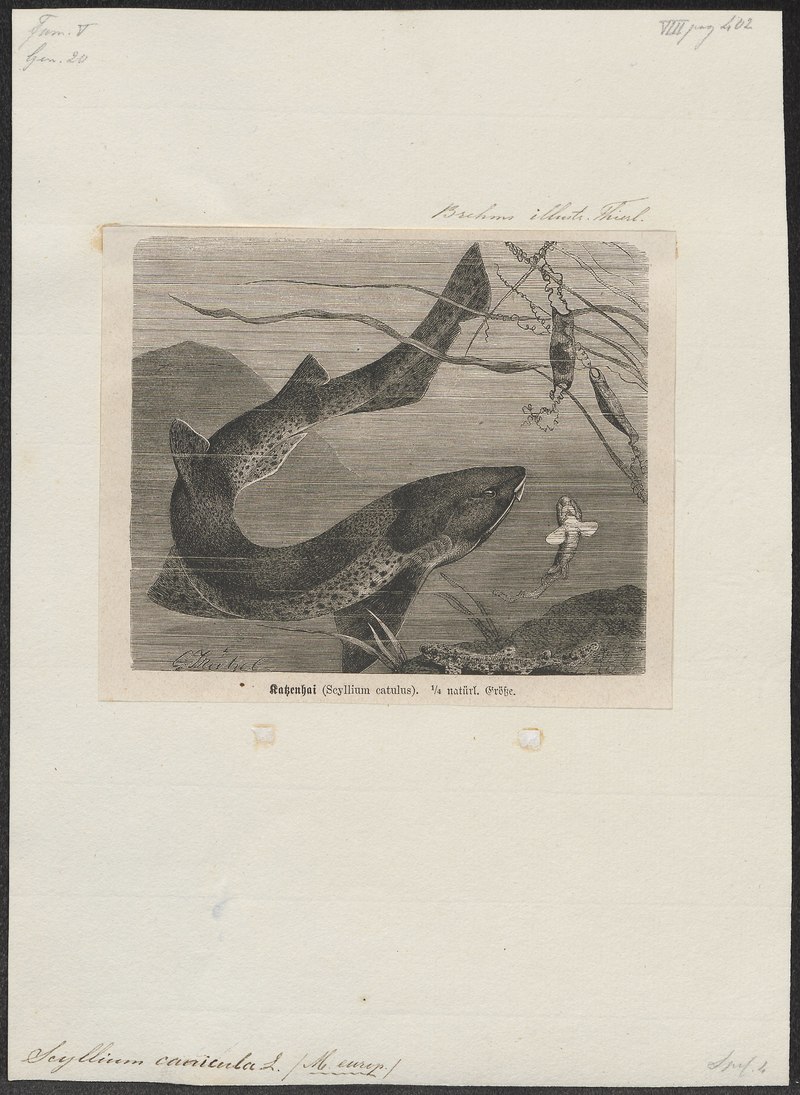 Scyllium catulus = Scyliorhinus stellaris (nursehound, large-spotted catshark); DISPLAY FULL IMAGE.