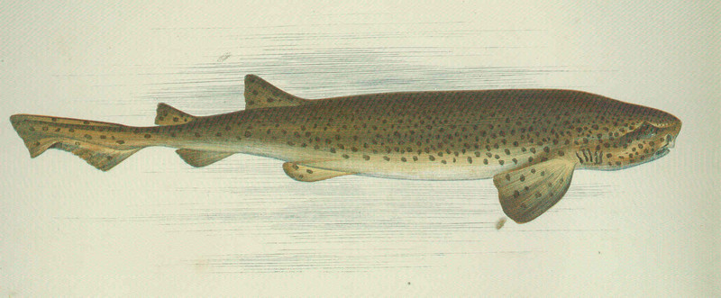 Squalus canicula = Scyliorhinus canicula (small-spotted catshark, lesser-spotted dogfish); DISPLAY FULL IMAGE.