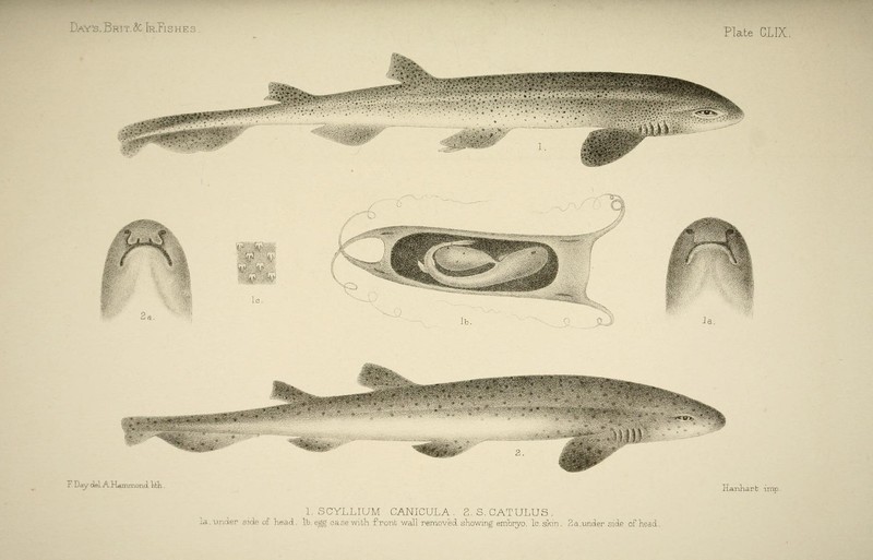 Scyllium canicula = Scyliorhinus canicula (small-spotted catshark), Scyllium catulus = Scyliorhinus stellaris (nursehound, large-spotted catshark); DISPLAY FULL IMAGE.