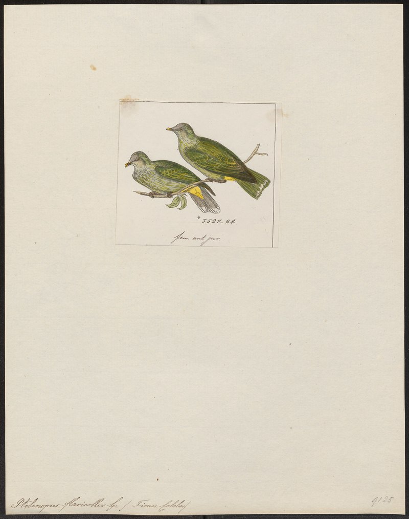 Ptilinopus flavicollis = Ptilinopus regina flavicollis (rose-crowned fruit dove); DISPLAY FULL IMAGE.