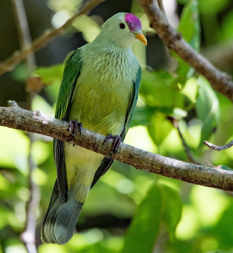 Makatea fruit dove (Ptilinopus chalcurus); DISPLAY FULL IMAGE.