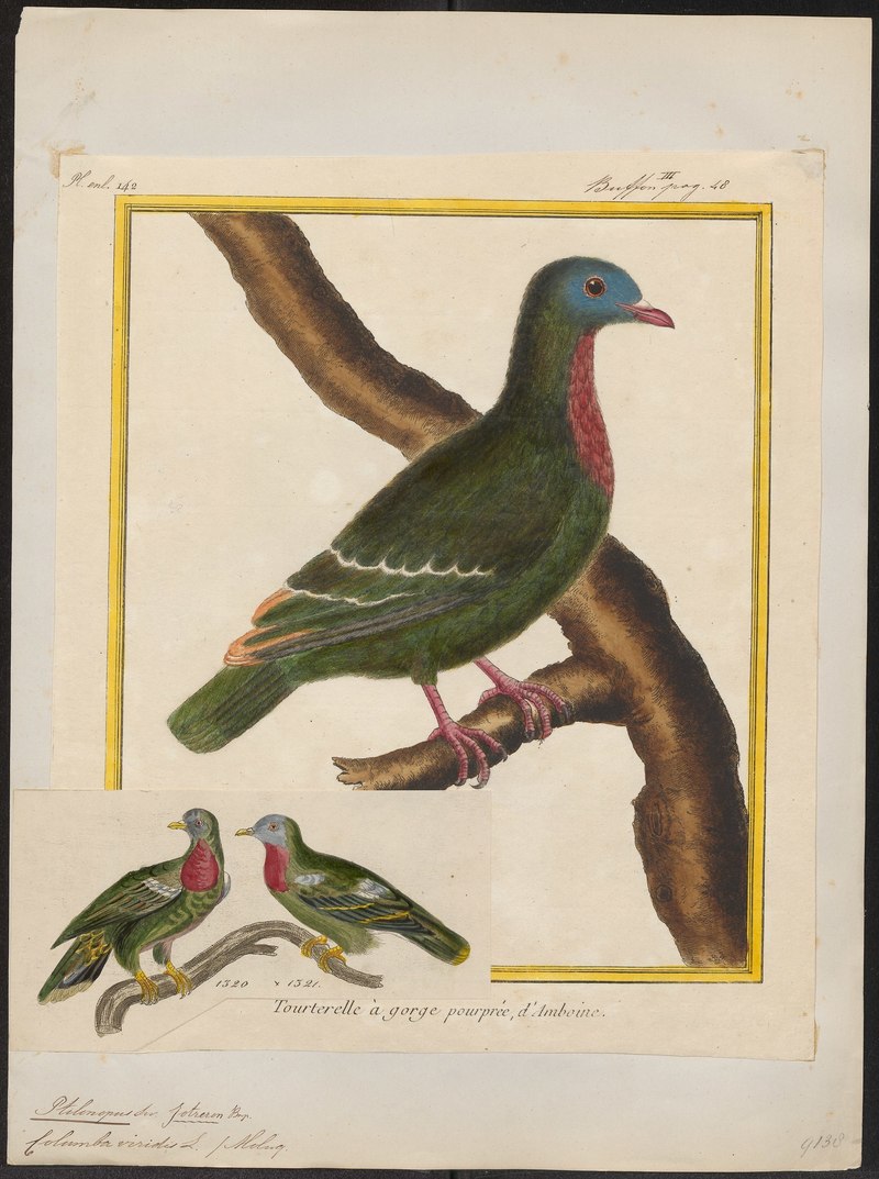Ptilinopus viridis (claret-breasted fruit dove); DISPLAY FULL IMAGE.