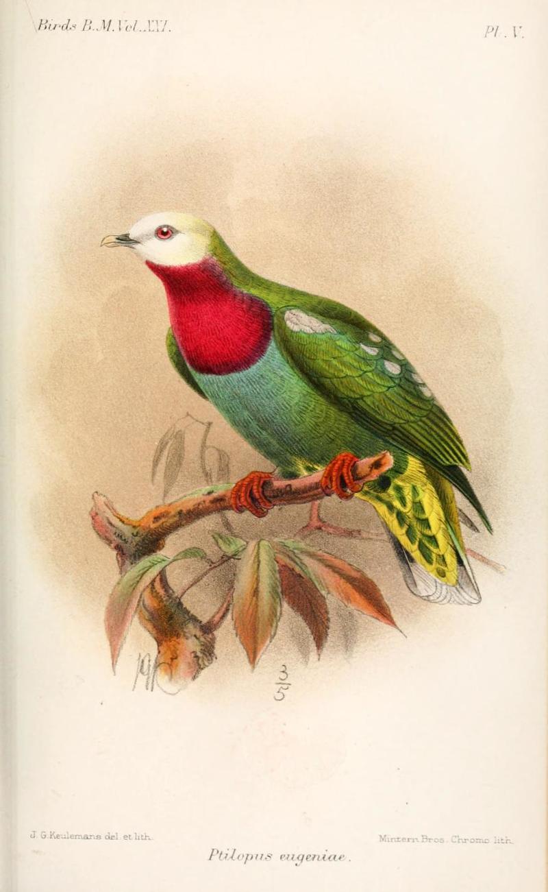 Ptilopus eugeniae = Ptilinopus eugeniae, White-headed Fruit Dove; DISPLAY FULL IMAGE.