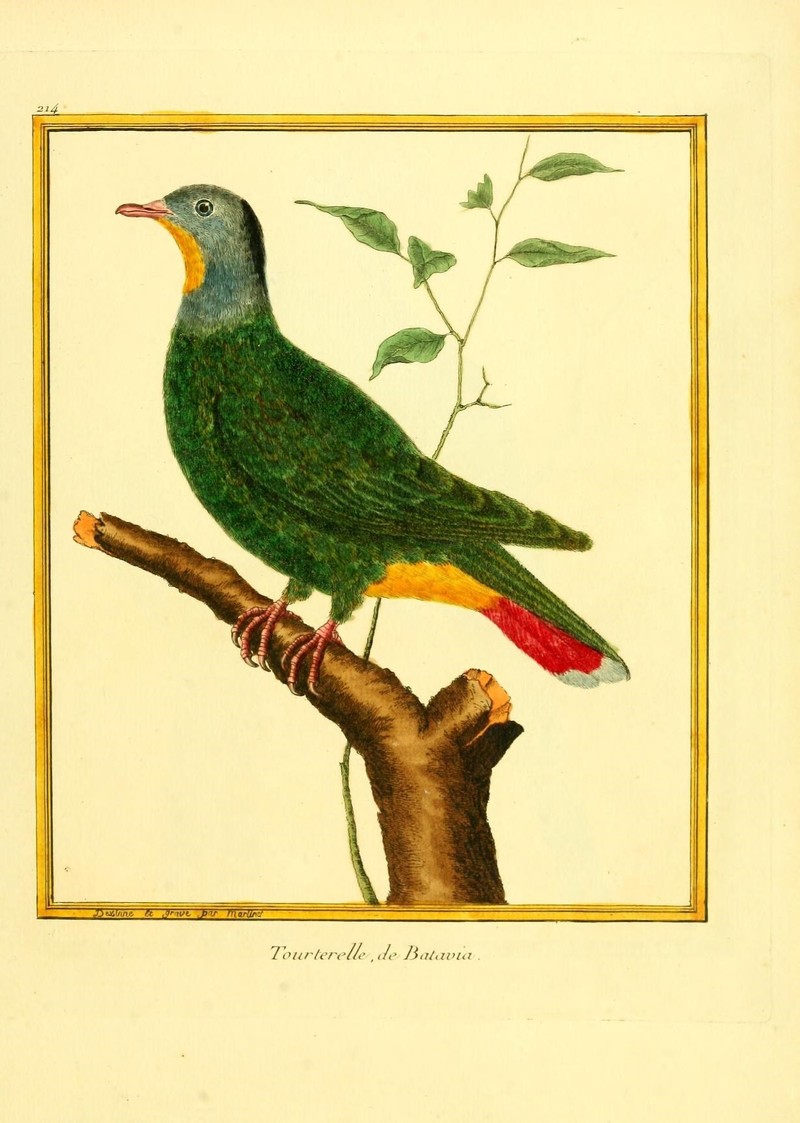 Ptilinopus melanospilus (black-naped fruit dove); DISPLAY FULL IMAGE.