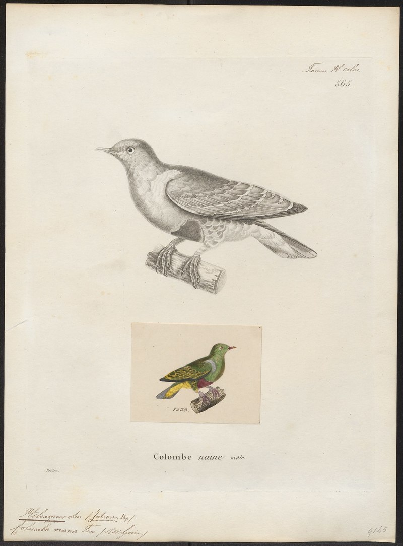 Ptilinopus nanus = Ptilinopus nainus (dwarf fruit dove); DISPLAY FULL IMAGE.