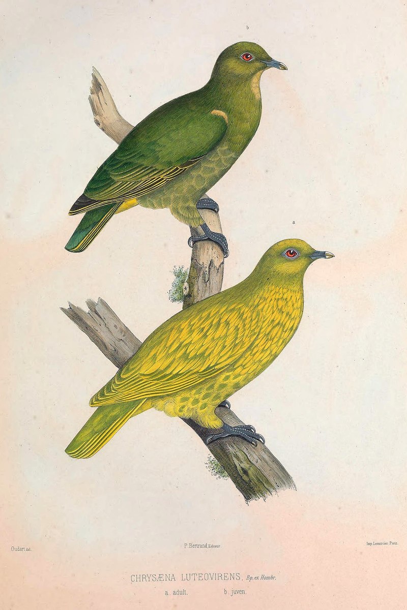 Chrysaena luteovirens = Ptilinopus luteovirens (golden fruit dove); DISPLAY FULL IMAGE.