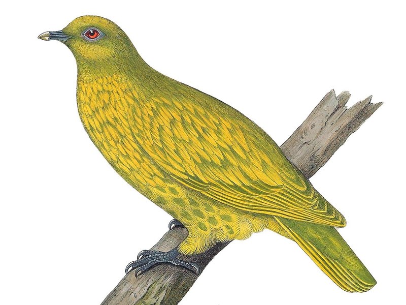 Chrysaena luteovirens = Ptilinopus luteovirens (golden fruit dove, adult); DISPLAY FULL IMAGE.